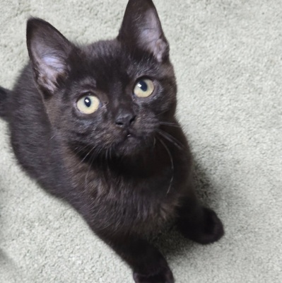 Katzenjunge Harald möchte Deine Welt erobern, EKH Jungtier - Kater