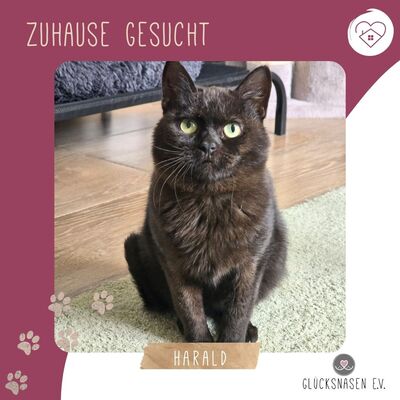 Katzenjunge Harald möchte Deine Welt erobern
