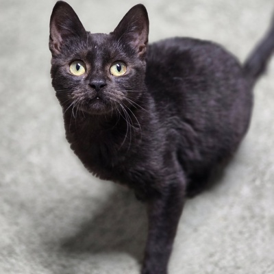 Katzenjunge Harald möchte Deine Welt erobern, EKH - Kater