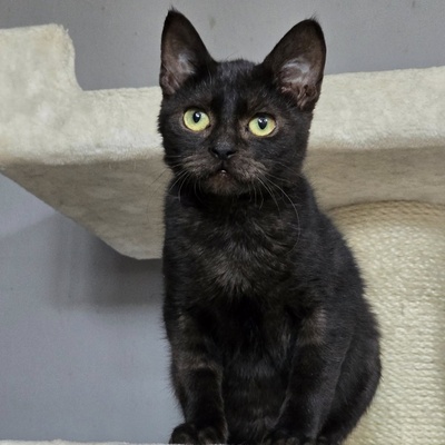 Katzenjunge Harald möchte Deine Welt erobern, EKH - Kater