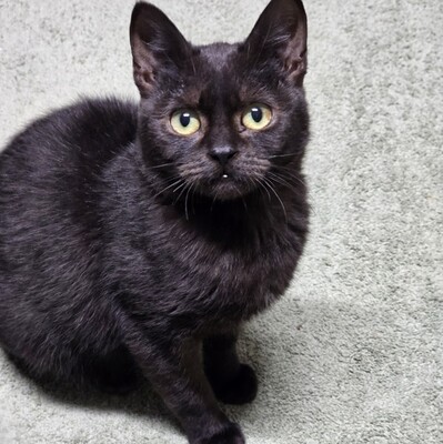 Katzenjunge Harald möchte Deine Welt erobern, EKH - Kater