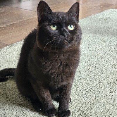 Katzenjunge Harald möchte Deine Welt erobern, EKH - Kater