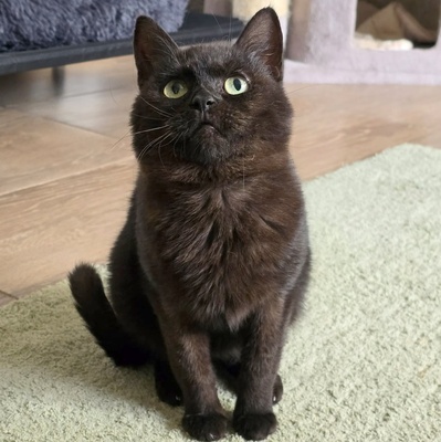 Katzenjunge Harald möchte Deine Welt erobern, EKH - Kater