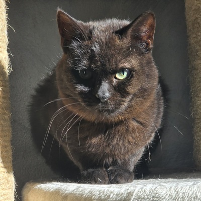 Katzenjunge Harald möchte Deine Welt erobern, EKH - Kater