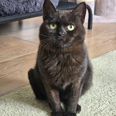 Katzenjunge Harald möchte Deine Welt erobern, EKH - Kater