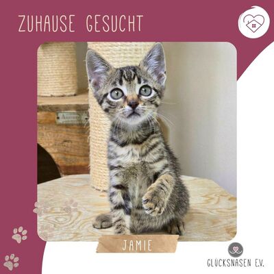 Katzenjunge Jamie spielt und kuschelt gern