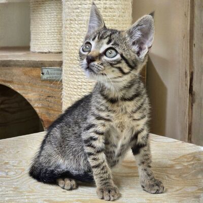 Katzenjunge Jamie spielt und kuschelt gern, EKH Jungtier - Kater