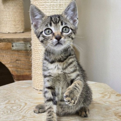 Katzenjunge Jamie spielt und kuschelt gern, EKH Jungtier - Kater