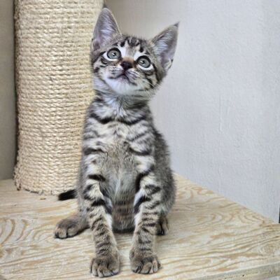 Katzenjunge Jamie spielt und kuschelt gern, EKH Jungtier - Kater