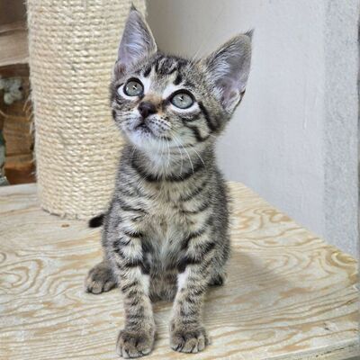 Katzenjunge Jamie spielt und kuschelt gern, EKH Jungtier - Kater