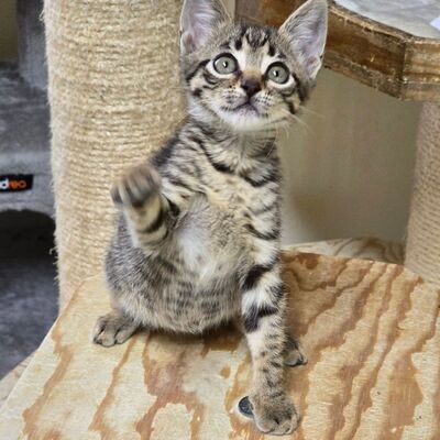 Katzenjunge Jamie spielt und kuschelt gern, EKH Jungtier - Kater