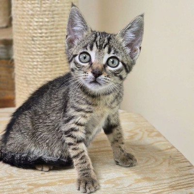 Katzenjunge Jamie spielt und kuschelt gern, EKH Jungtier - Kater