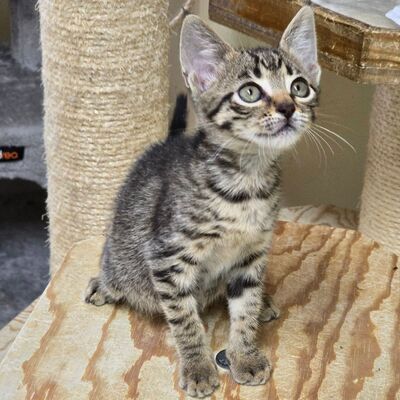 Katzenjunge Jamie spielt und kuschelt gern, EKH Jungtier - Kater