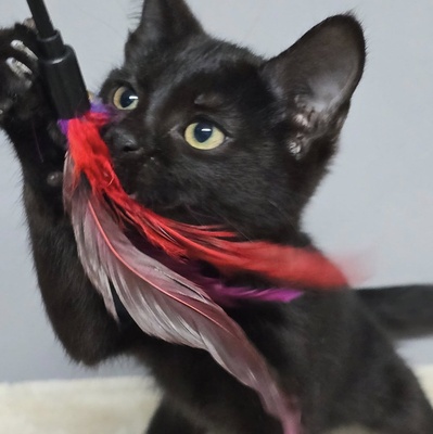 Katzenjunge Josef möchte gern ankommen, EKH - Kater