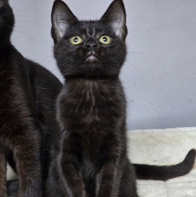 Katzenjunge Josef möchte gern ankommen, EKH - Kater