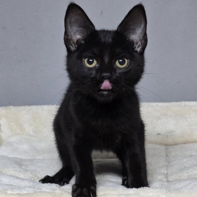 Katzenjunge Josef möchte gern ankommen, EKH - Kater