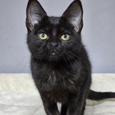 Katzenjunge Josef möchte gern ankommen, EKH - Kater