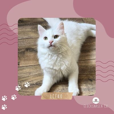 Katzenjunge Lefko ist neugierig auf Dich