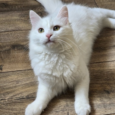 Katzenjunge Lefko ist neugierig auf Dich, EKH Jungtier - Kater