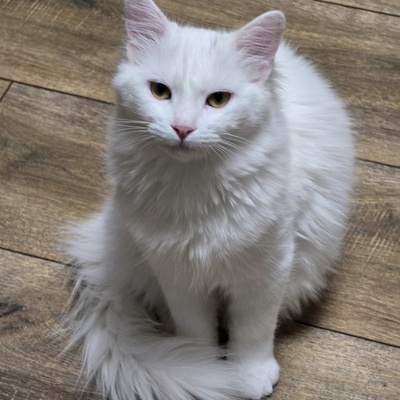 Katzenjunge Lefko ist neugierig auf Dich, EKH Jungtier - Kater