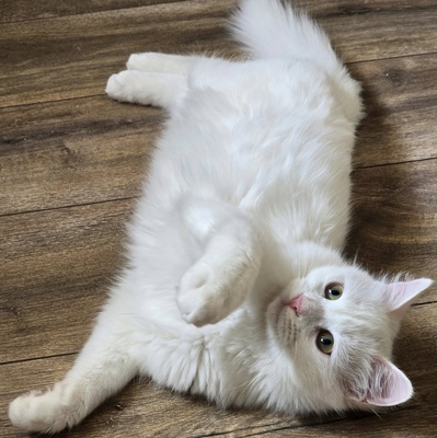 Katzenjunge Lefko ist neugierig auf Dich, EKH Jungtier - Kater