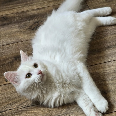 Katzenjunge Lefko ist neugierig auf Dich, EKH Jungtier - Kater