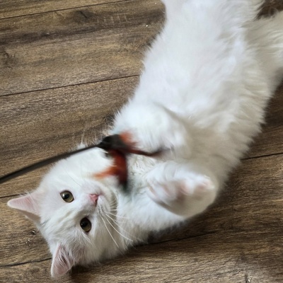 Katzenjunge Lefko ist neugierig auf Dich, EKH Jungtier - Kater