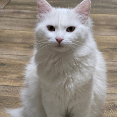 Katzenjunge Lefko ist neugierig auf Dich, EKH Jungtier - Kater