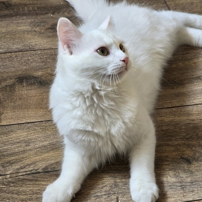 Katzenjunge Lefko ist neugierig auf Dich, EKH Jungtier - Kater