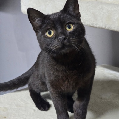 Katzenjunge Loki möchte Deine Welt erobern, EKH - Kater
