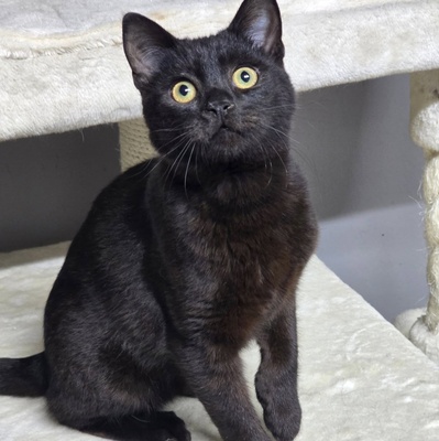 Katzenjunge Loki möchte Deine Welt erobern, EKH - Kater