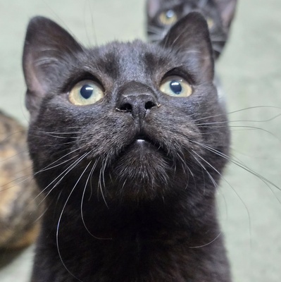 Katzenjunge Loki möchte Deine Welt erobern, EKH - Kater