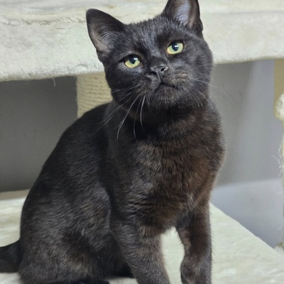 Katzenjunge Loki möchte Deine Welt erobern, EKH - Kater