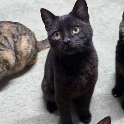 Katzenjunge Loki möchte Deine Welt erobern, EKH - Kater