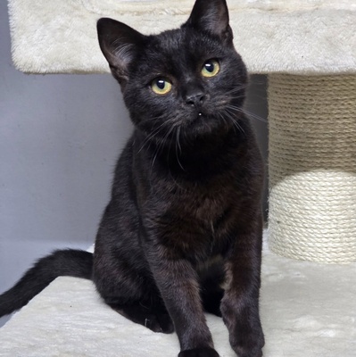 Katzenjunge Loki möchte Deine Welt erobern, EKH - Kater
