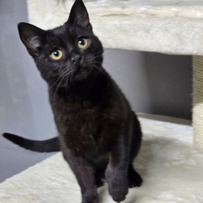 Katzenjunge Loki möchte Deine Welt erobern, EKH - Kater