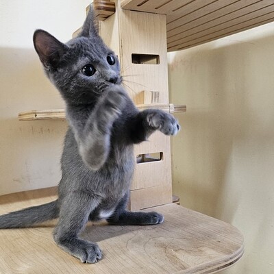 Katzenjunge Silver schmust gern, EKH Jungtier - Kater