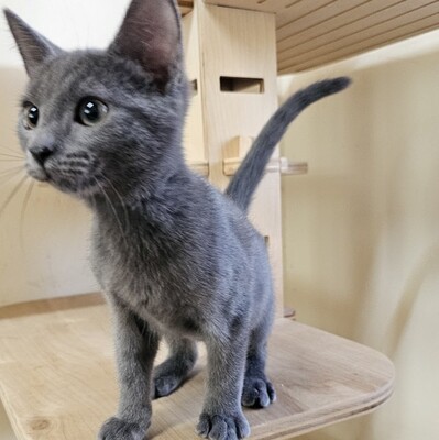 Katzenjunge Silver schmust gern, EKH Jungtier - Kater