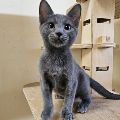 Katzenjunge Silver schmust gern, EKH Jungtier - Kater