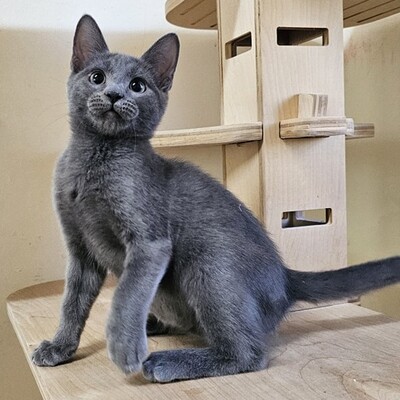 Katzenjunge Silver schmust gern, EKH Jungtier - Kater