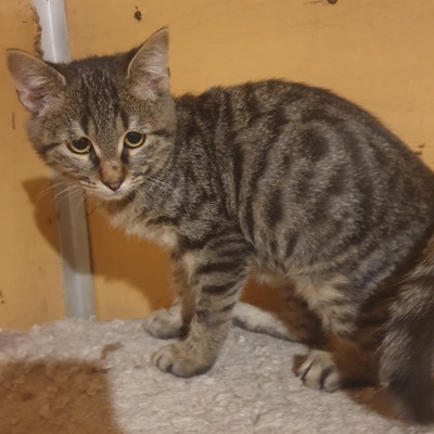 Katzenjunge Silver wartet auf seine Familie, EKH Jungtier - Kater