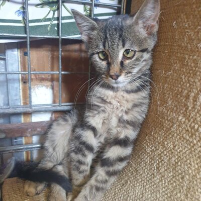 Katzenjunge Silver wartet auf seine Familie, EKH Jungtier - Kater