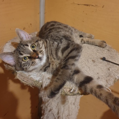 Katzenjunge Silver wartet auf seine Familie, EKH Jungtier - Kater