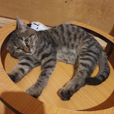 Katzenjunge Silver wartet auf seine Familie, EKH Jungtier - Kater