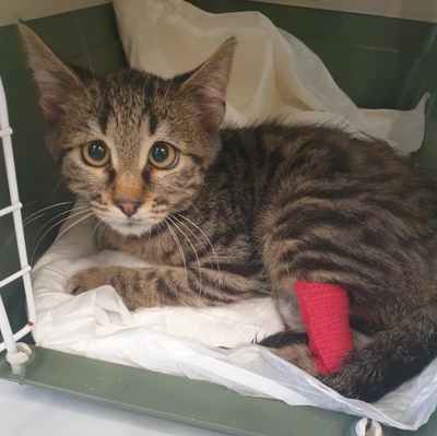 Katzenjunge Silver wartet auf seine Familie, EKH Jungtier - Kater