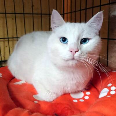 Katzenjunge Sirius sucht sein Körbchen, EKH - Kater