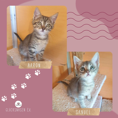 Katzenjungs Aaron und Samuel möchten reisen, EKH Jungtier - Kater