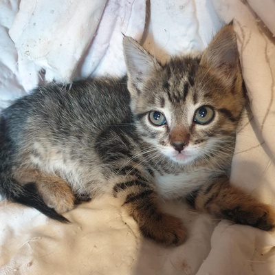 Katzenjungs Aaron und Samuel möchten reisen, EKH Jungtier - Kater
