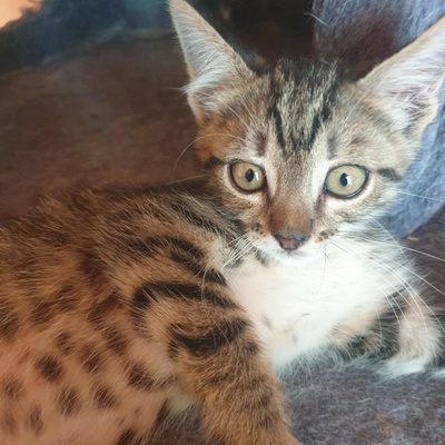 Katzenjungs Aaron und Samuel möchten reisen, EKH Jungtier - Kater