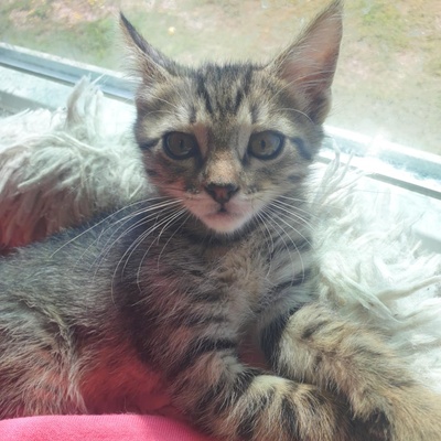 Katzenjungs Aaron und Samuel möchten reisen, EKH Jungtier - Kater